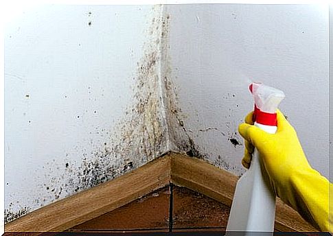 mold-on-the-wall-household