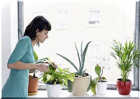 8 air-purifying houseplants