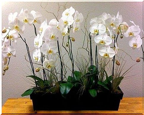 orchids