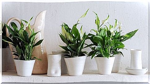 peace-lilies-as-houseplants