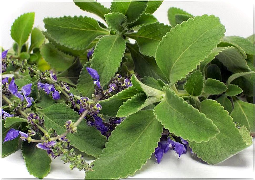 Boldo shrub: helpful with urinary tract diseases