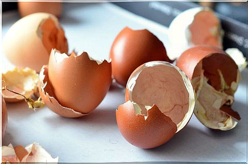 Natural fertilizer from egg shells