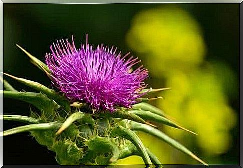 Getting rid of gallstones - milk thistle