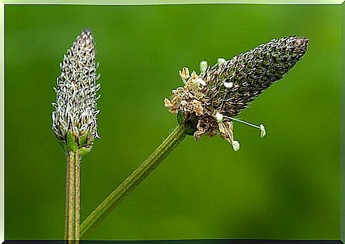 Ribwort plantain