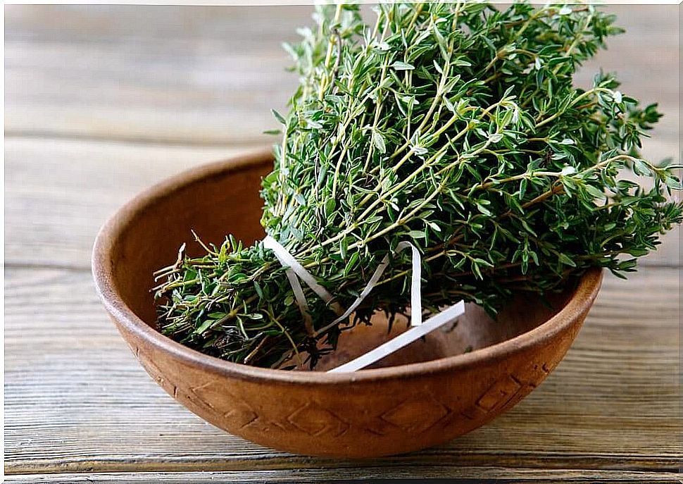 Medicinal plant thyme