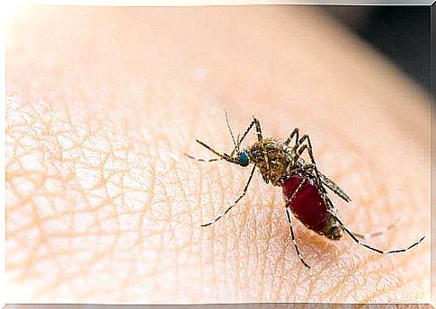 Tips for repelling mosquitoes.