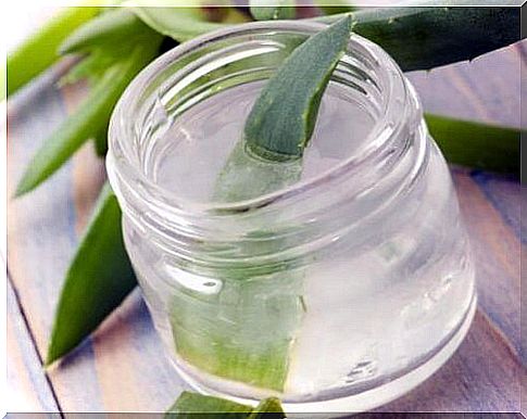 Aloe vera, used to treat sore ulcers