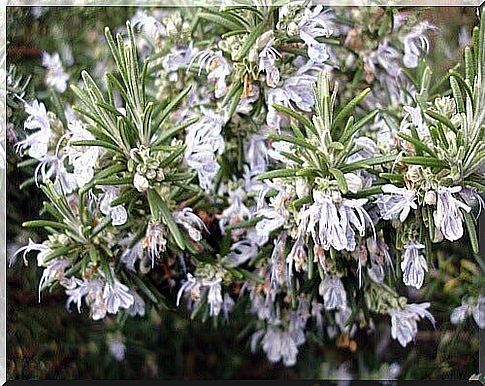 Rosemary flower