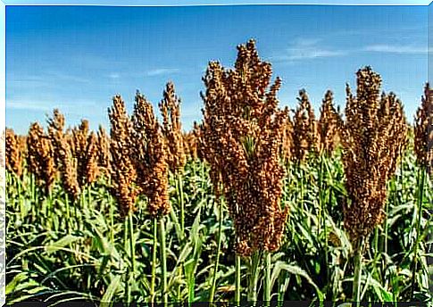 Sorghum: nutritional properties and uses