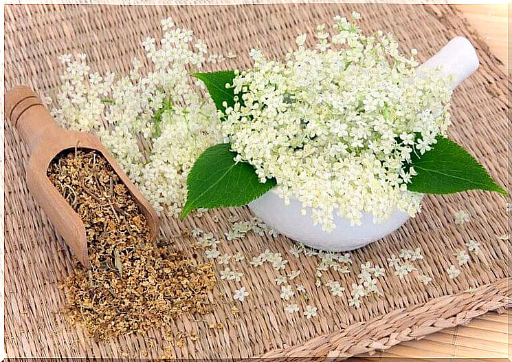 Meadowsweet for your digestion