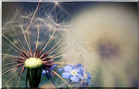 Dandelion