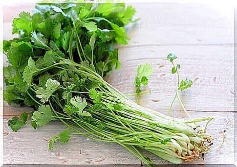 coriander