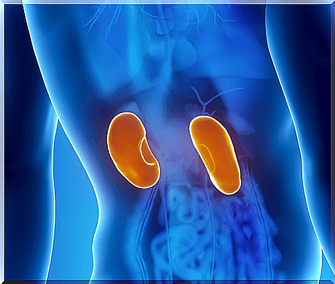 Kidney function