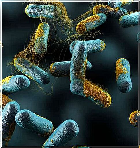 Clostridium botulinum bacteria